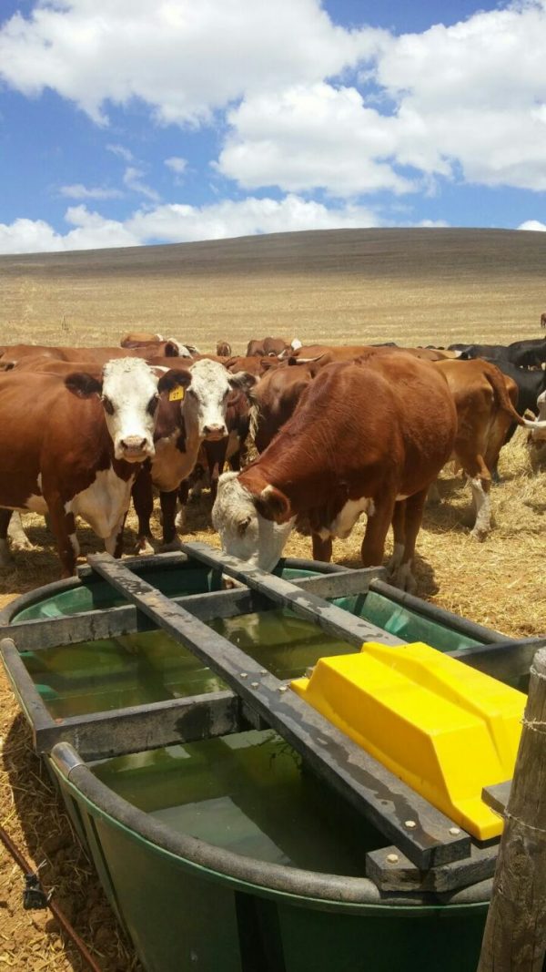 Cattle Water Trough 2.5m