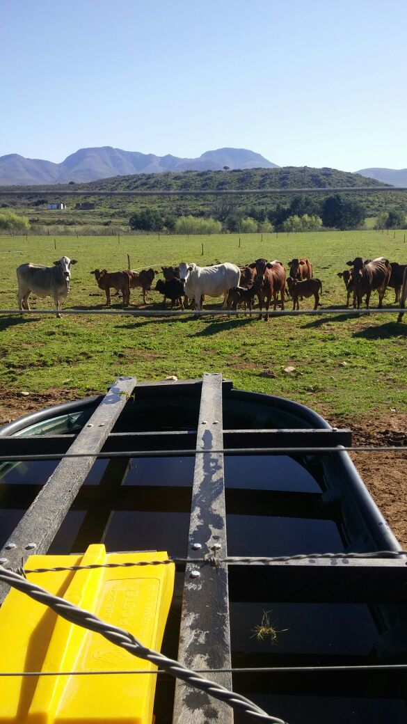 Cattle Water Trough 2.5m