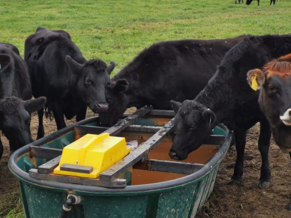 Cattle Water Trough 2.5m