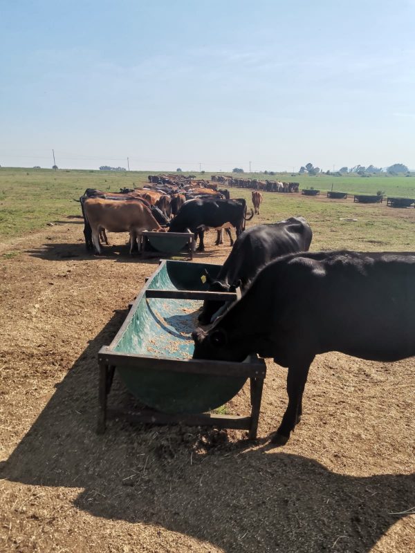 Cattle Trough 1.5M