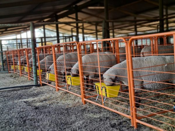 Merino Water System