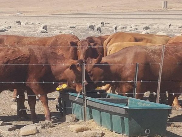 Cattle Water Trough 3m