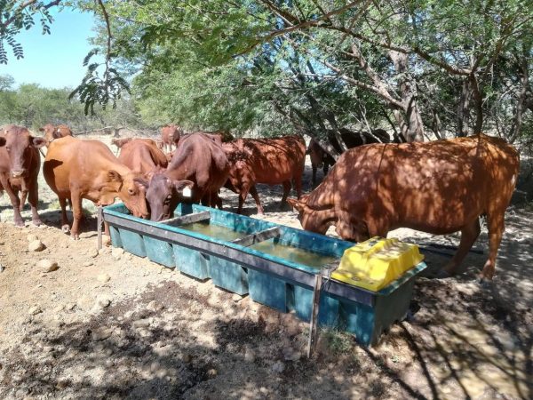 Cattle Water Trough 3m