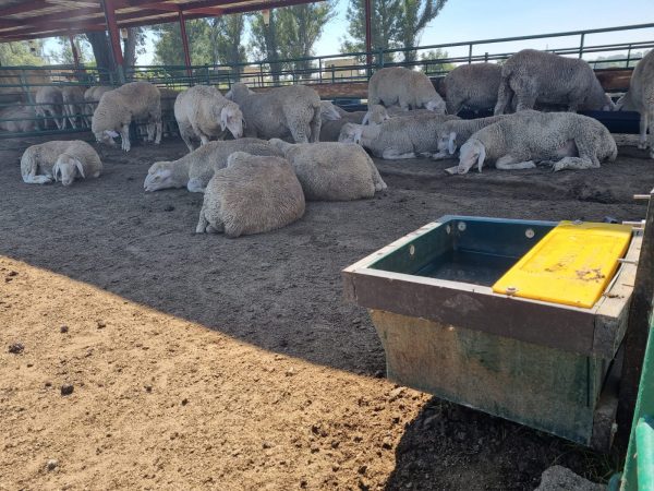 Small Water Trough