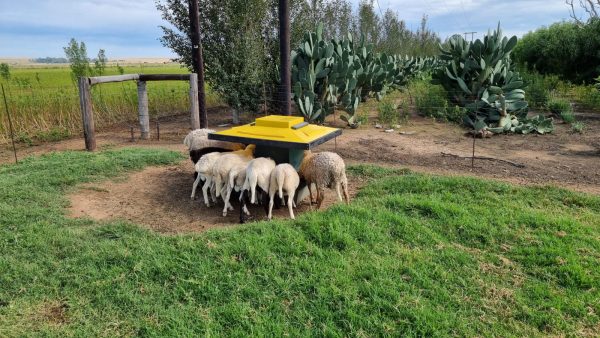 Sheep Self-Feeder Small