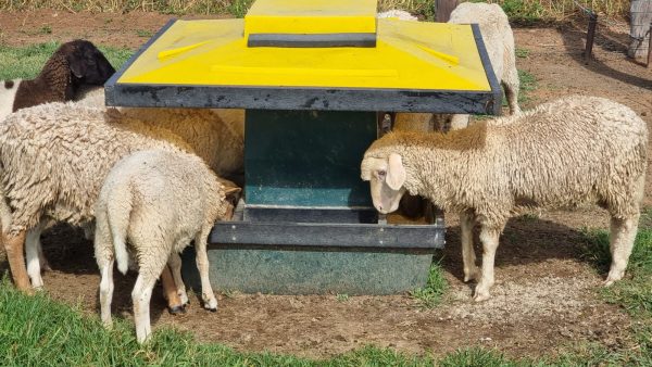 Sheep Self-Feeder Small