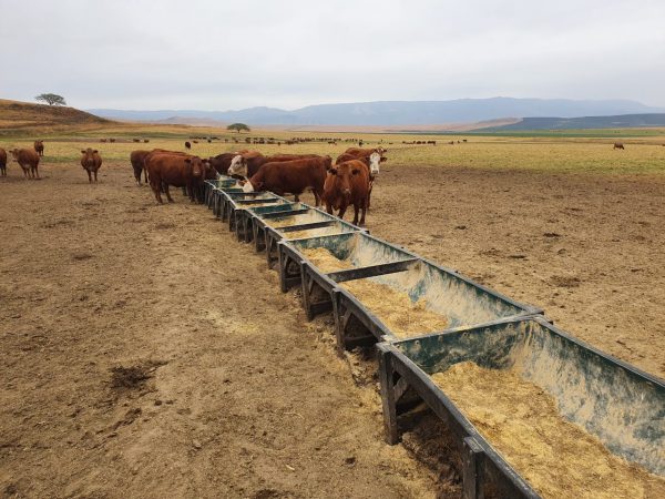 Cattle Trough 3M
