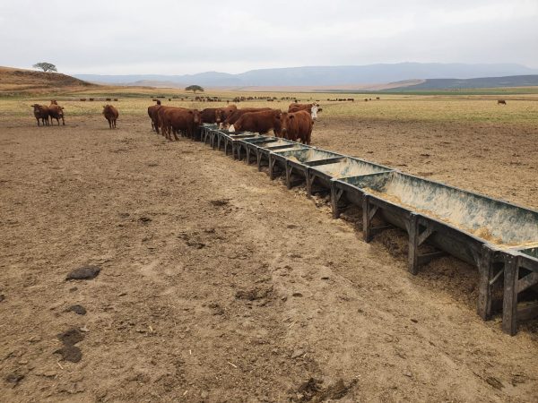 Cattle Trough 3M