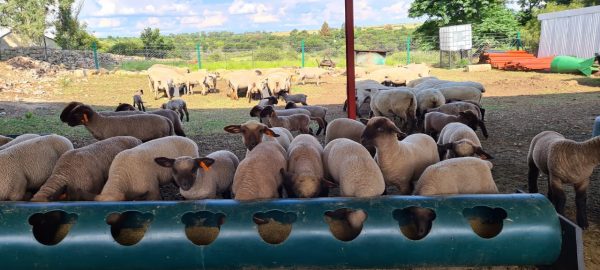 Lamb Crawl Feeding Pipe 3m