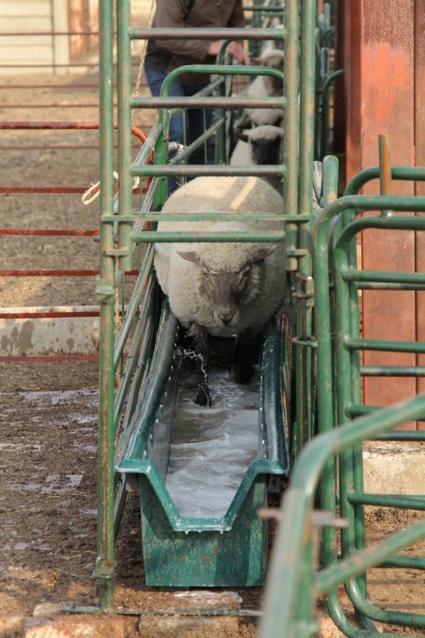 Sheep Foot Bath