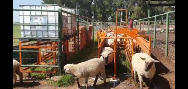 Sheep Foot Bath