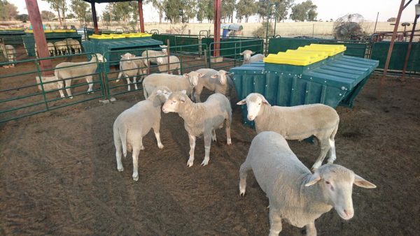 Sheep Self-Feeder
