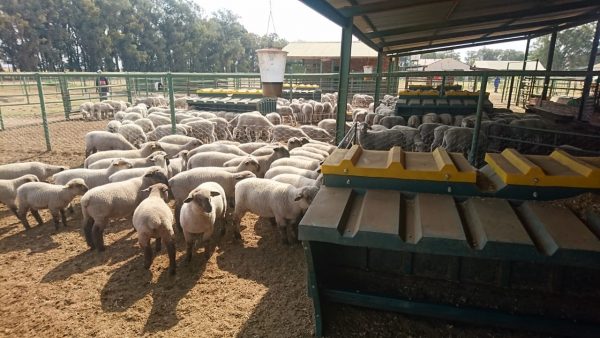 Sheep Self-Feeder