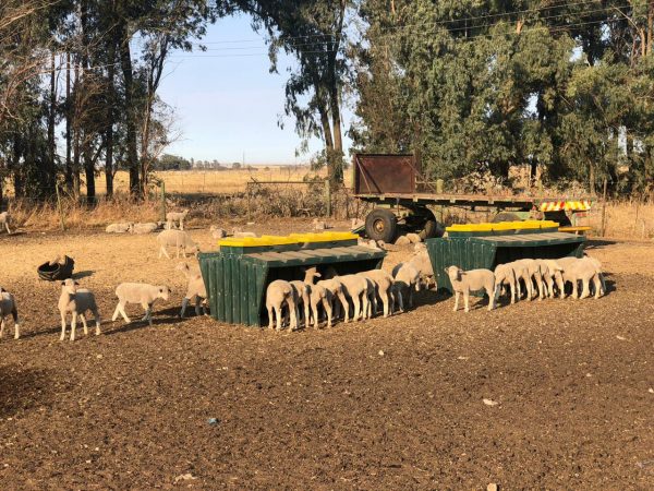 Sheep Self-Feeder