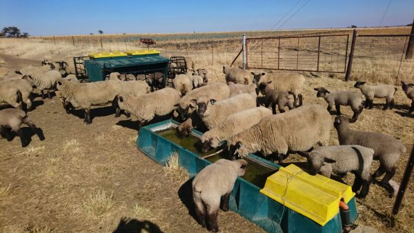 Sheep Self-Feeder