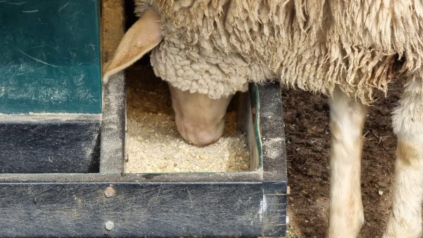 Sheep Self-Feeder Small