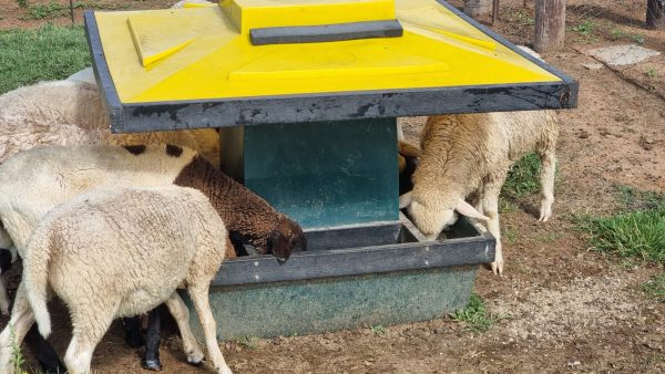 Sheep Self-Feeder Small